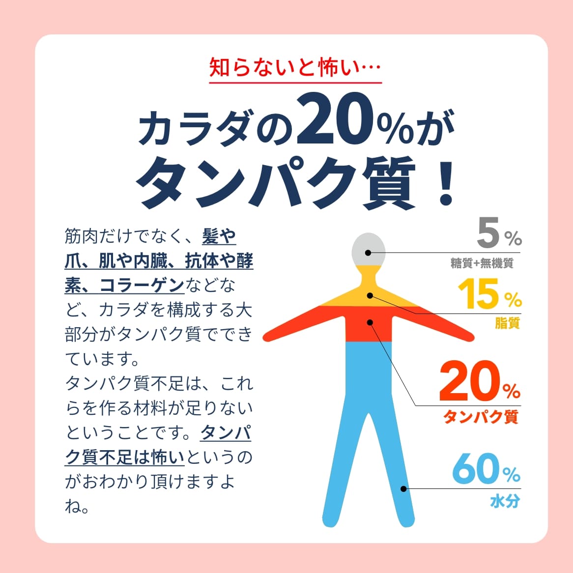 人のタンパク質量